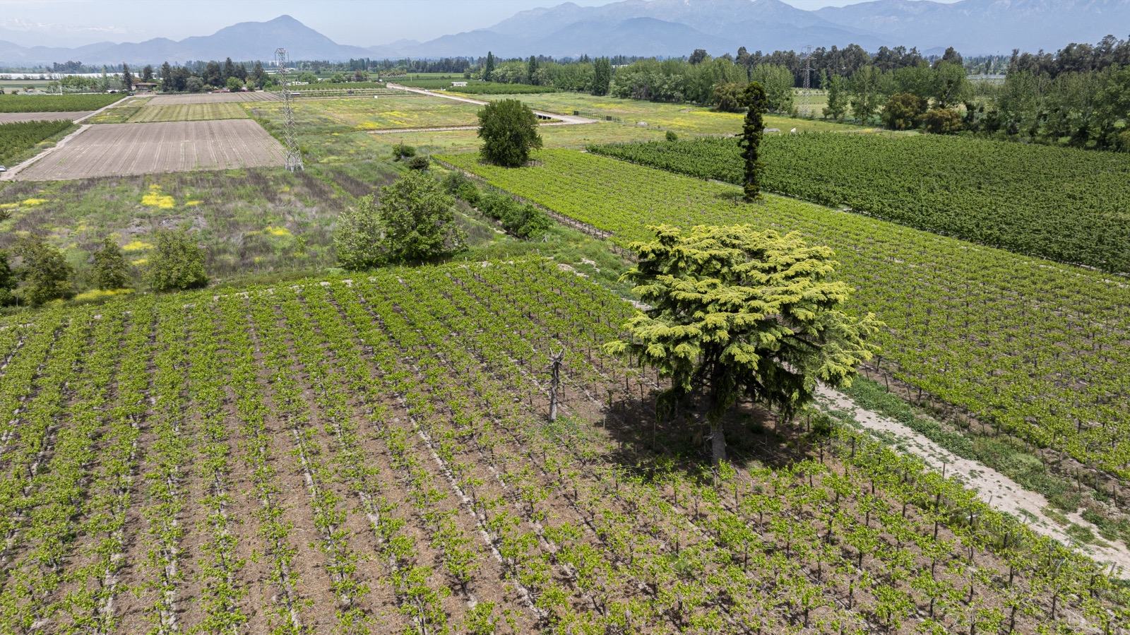 Parcelas con frutales y la cordillera al fondo, Fundo Santa Elisa