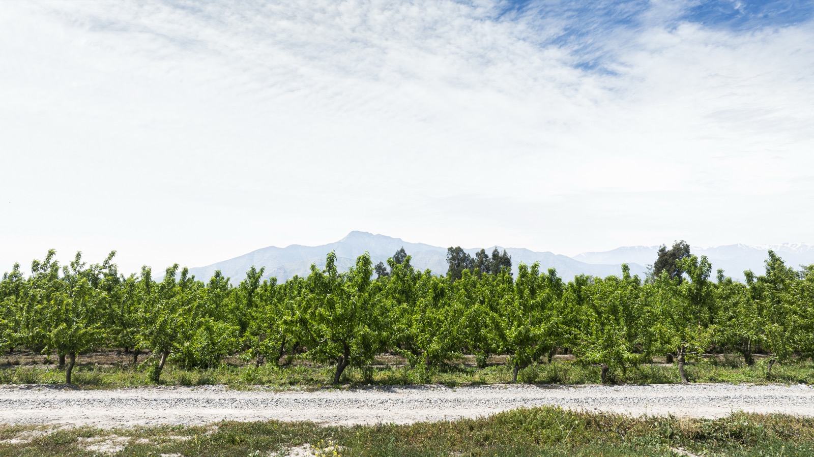 Hilera de frutales junto al camino con vista a la cordillera, Fundo Santa Elisa